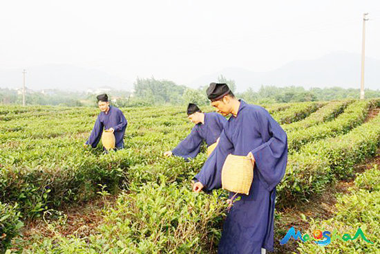 神仙也贵茶：江南娱乐在线登录账号
与茶文化