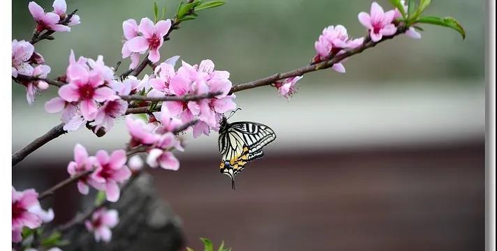回眸一片是桃红：人间的桃花开了，人世的修行你做了吗？
